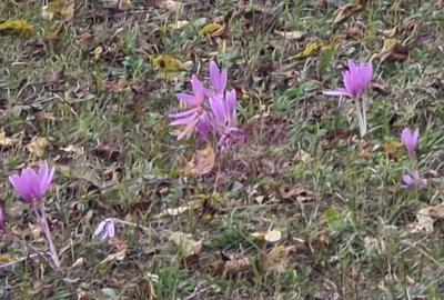 Casa batraneasca cu teren (4.910 mp) la Alunis - 7
