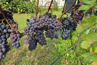 Vand teren 2000mp-Livada-Arad. - 8