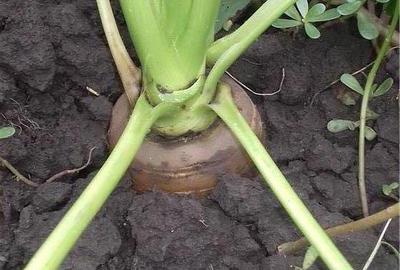 Casă cu 4 camere cu Teren 6.8 Mp în Glodeanu-Siliștea - 3