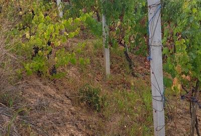 Galati, 1 ha vita de vie si casa 3 cam, pretabil amenajare turism viticol - 12