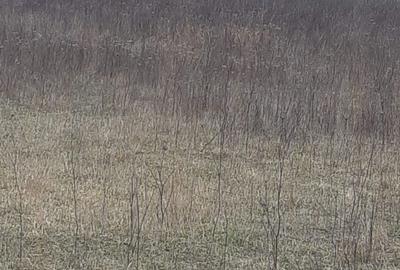 Spațiu comercial, în Popoveni - 1