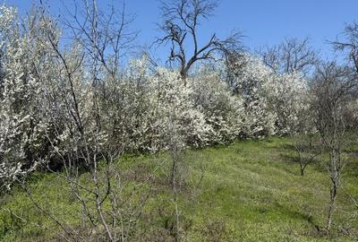 Casă cu 3 camere în Ștefănești - 4