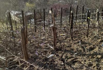 Casă cu Teren 5000 Mp în Bughea de Jos - 1