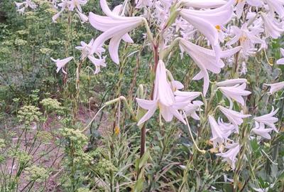 Casă cu 4 camere în Roman - 4