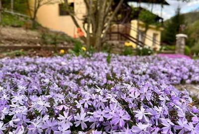 Teren pentru investitii 11.000 mp - 4