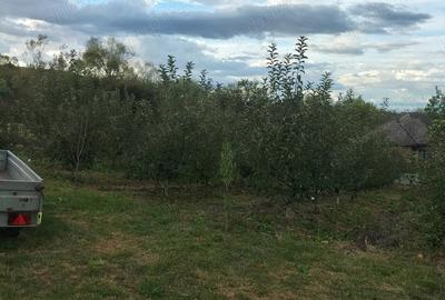 Casă în Șomcuta Mare - 6