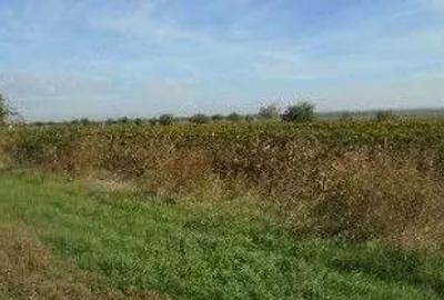 Teren extravilan Obrejita, ID: R2832813 - 8