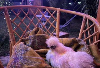Casă cu 4 camere în Gura Câlnăului - 4