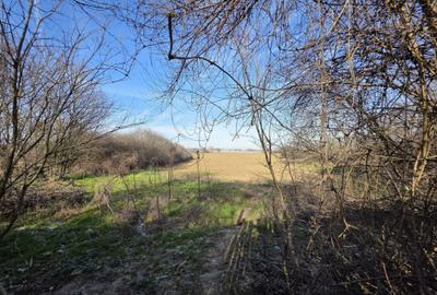 Spațiu comercial, în Lipia - 4