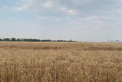 Teren Construcții intravilan de 30000 mp, în Ștefăneștii de Jos - 3
