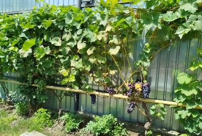 Casă cu 2 camere cu Teren 340 Mp în Breaza de Jos - 4