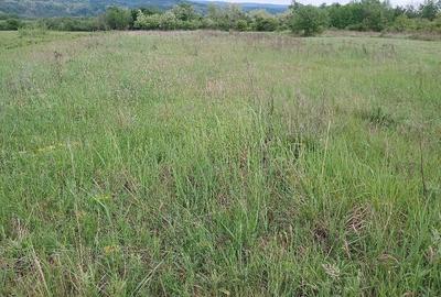 Teren de 5000 mp, în Țigăneștii de Criș - 1