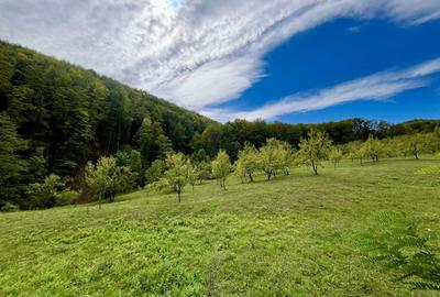 Teren 9.800 mp – Investiție ideală în mijlocul naturii | 10€/mp - Comision 0% - 3