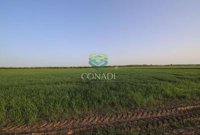 Teren Clinceni 5.792 mp - 3