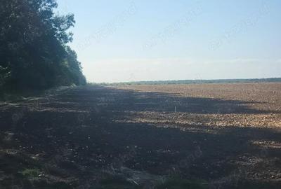 Teren de 250000 mp, în Comana - 9