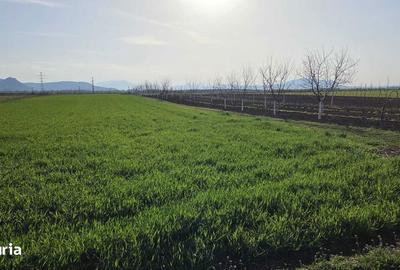 Teren de 15000 mp, în Hărman - 1