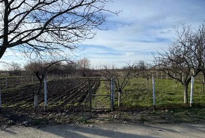 Teren de 1300 mp, în Curtișoara - 3