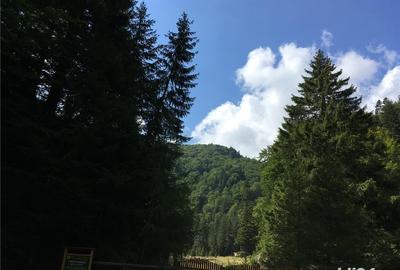 Teren de 3825 mp, în Vama Buzăului - 1