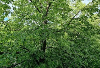 Garsonieră semidecomandată în Pajura - 1