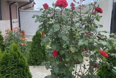 Casă cu 4 camere în Jilava