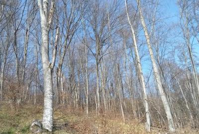 Teren de 10000 mp, în Luncșoara - 6