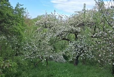 Casă cu 3 camere cu Teren 900 Mp în Poiana Sibiului - 5