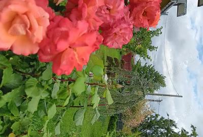 Casă cu 6 camere cu Teren 937 Mp în Mogoșești - 5