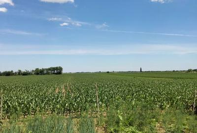 Casă cu 2 camere în Șimian - 2