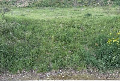 Teren Construcții intravilan de 2900 mp, în Cetate - 1