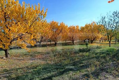 Teren Intravilan 6300 mp Magurele Prahova , Oportunitate ! Teren Intravilan 6300 mp Magurele Prahova , Oportunitate ! - 1
