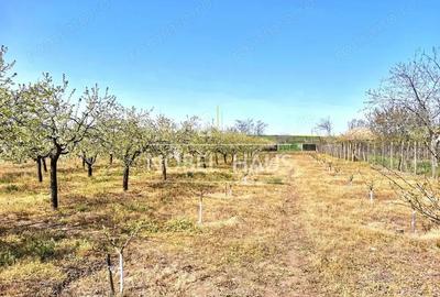 Casă cu 2 camere cu Teren 5500 Mp în Cârja - 10