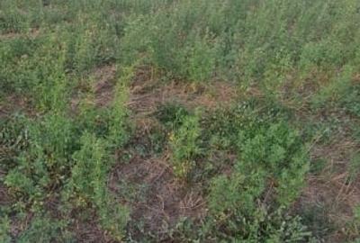 Teren extravilan 6883mp Odobesti - 3