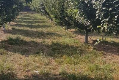 Spațiu comercial, în Dorohoi - 5