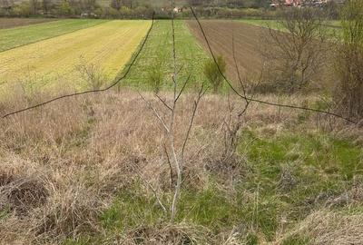 Spațiu comercial, în Peștișu Mare - 4
