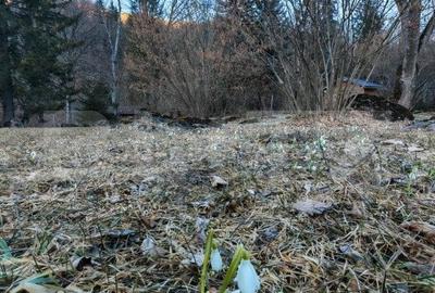 Casă individuală cu 9 camere cu Teren 3800 Mp în Glăjărie - 17