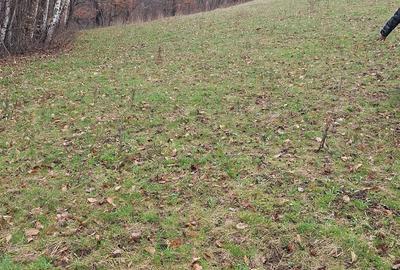 Spațiu comercial, în Bran - 5