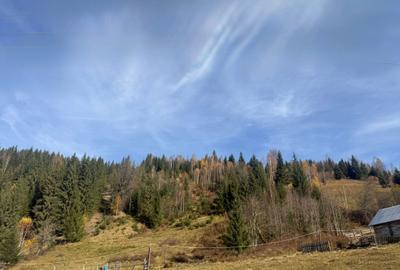 Teren de 6000 mp, în Ortoaia - 8