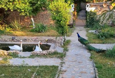 Casa parter cu mansarda - 2