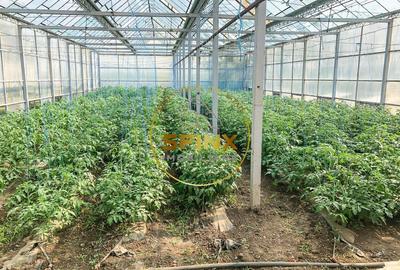 De vanzare ferma Calarasi in stare de conservare - sere - livada - 3