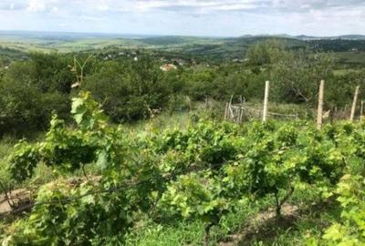 Teren de 1700 mp, în Vispești - 3