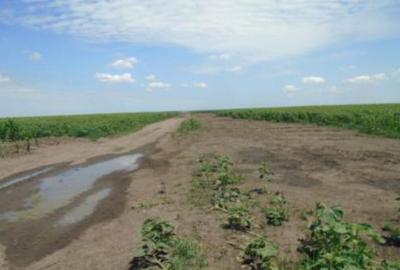 Teren extravilan,Sat Ciupercenii Noi, jud. Dolj - 3