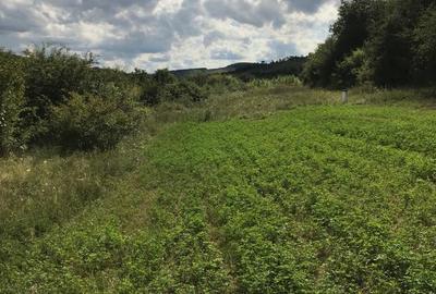 Teren de 11500 mp, în Micăsasa - 3