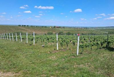 Teren de 11000 mp, în Măderat - 3