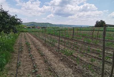 Zona in Expansiune! Teren-5.000 mp/ Arges/Burlusi/Ciofrangeni - 6