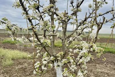 Teren de 2902 mp, în Dămienești - 11