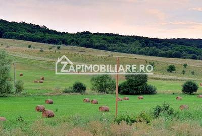 Teren Construcții intravilan de 5000 mp, în Livezeni