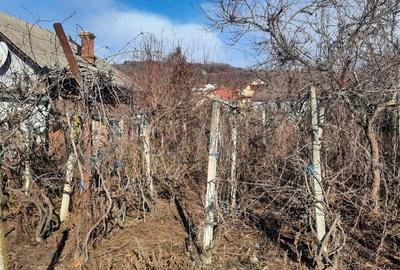 Casă cu Teren 1277 Mp în Stâlpeni - 4