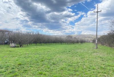 Teren Construcții intravilan de 7000 mp, în Berevoești - 12