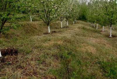 Teren de 3000 mp, în Odaia Manolache - 2