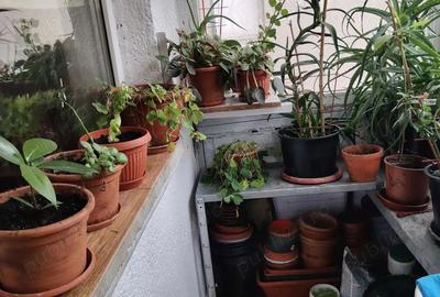 Apartament 4 camere, zona steaua etaj 1 - 7